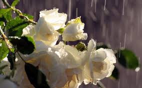 white roses